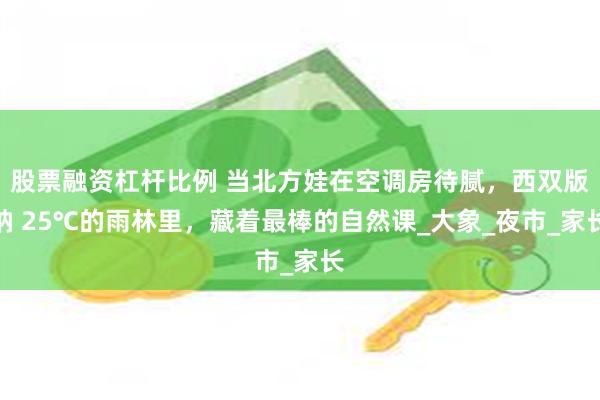 股票融资杠杆比例 当北方娃在空调房待腻，西双版纳 25℃的雨林里，藏着最棒的自然课_大象_夜市_家长